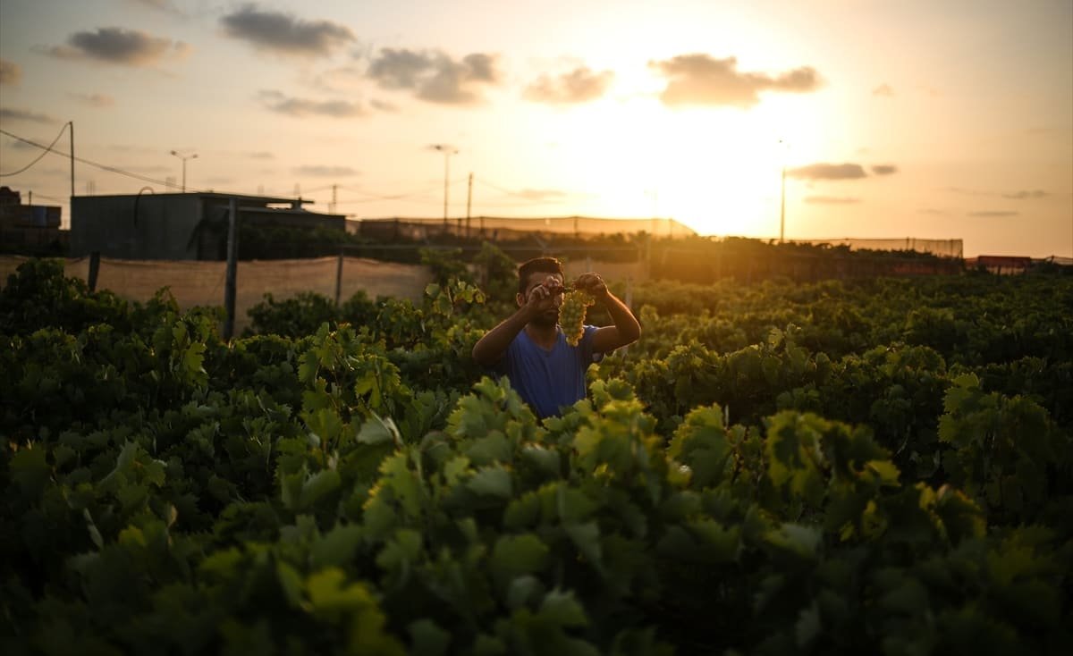 بتمويل أوروبي.. إطلاق 217 مشروعًا زراعيًا تنمويًا في غزة