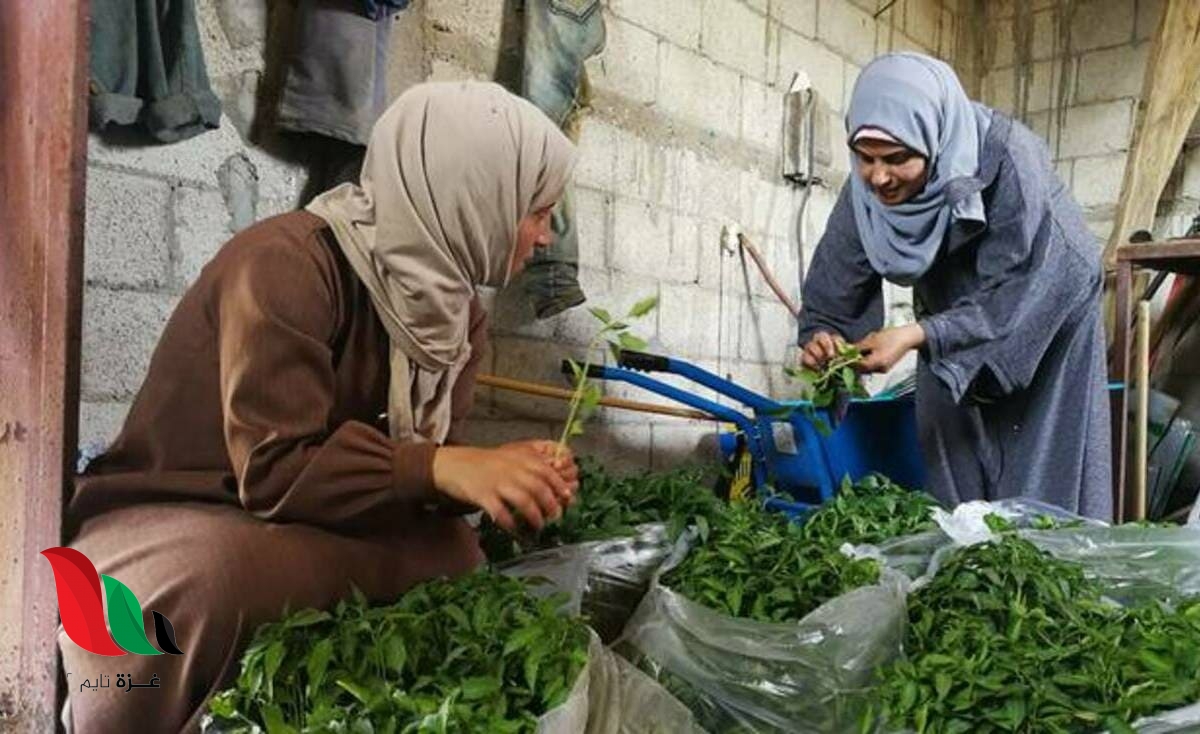 سيدات غزة يتغلبن على الحصار لتوفير لقمة العيش