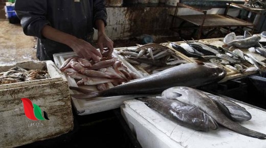 غزة: النصيرات تضبط أسماكًا ودواجن فاسدة بأسواقها