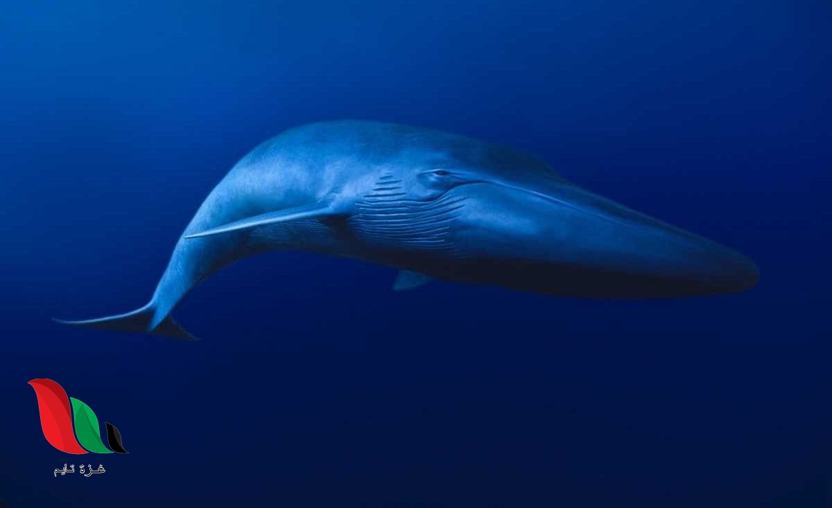 شاهد: صوت الحوت الازرق في مطروح