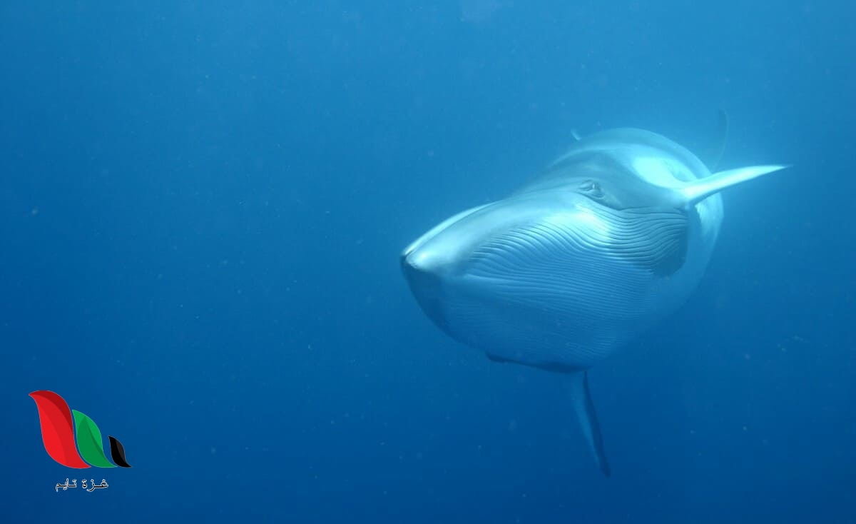 حقيقة سماع صوت الحوت الأزرق في اسكندرية