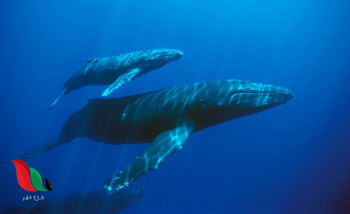 معلومات عن الحوت الازرق بعد ظهوره في دول عربية