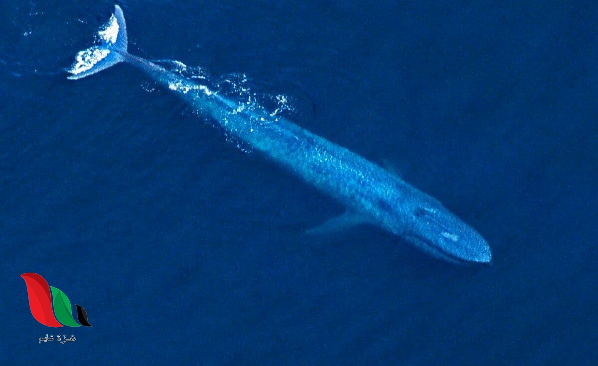 على ماذا يدل صوت الحوت الازرق في البحر