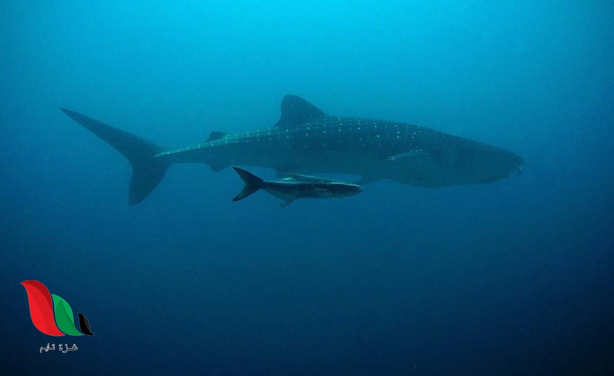 اين يعيش الحوت الازرق وما حقيقة ظهوره في ليبيا ومصر