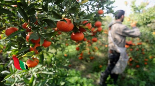 موسم جني ثمار الحمضيات يبدأ في غزة