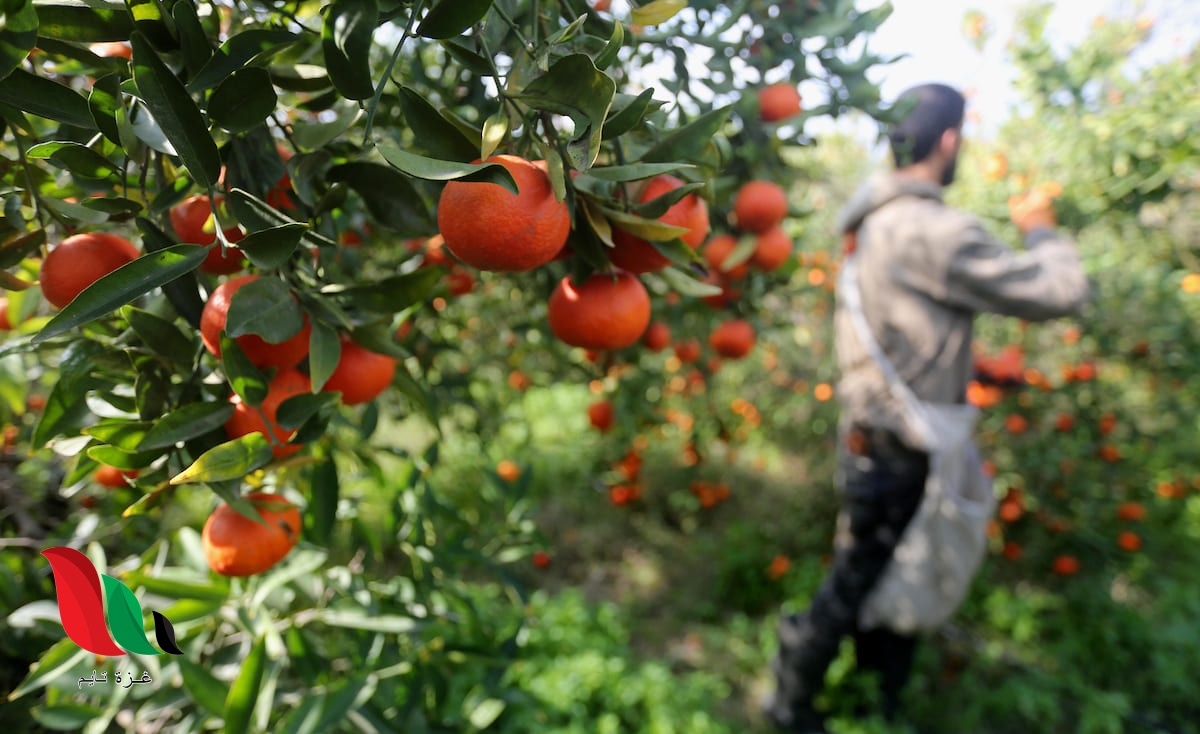 موسم جني ثمار الحمضيات يبدأ في غزة