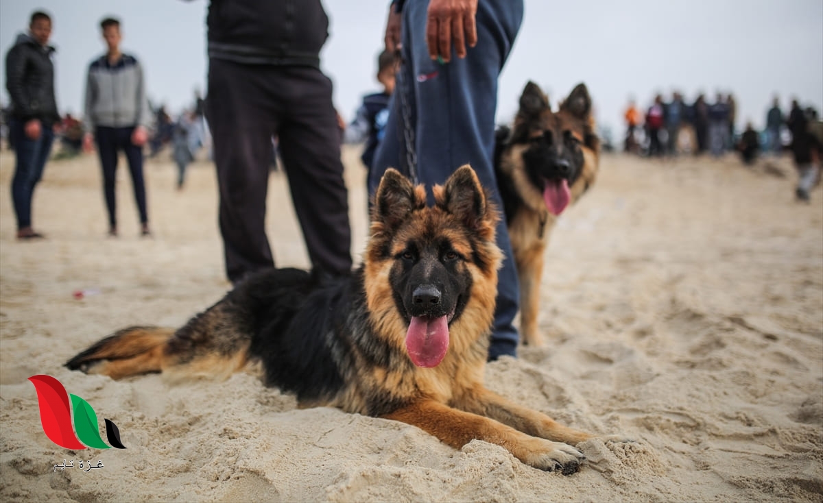 فيديو كلب المطرية