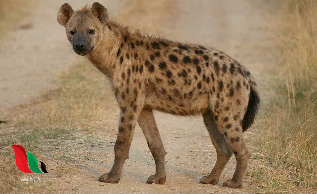 هل يجوز أكل الضبع شرعا في الاسلام