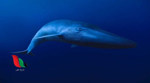 صوت الحوت الازرق في مطروح