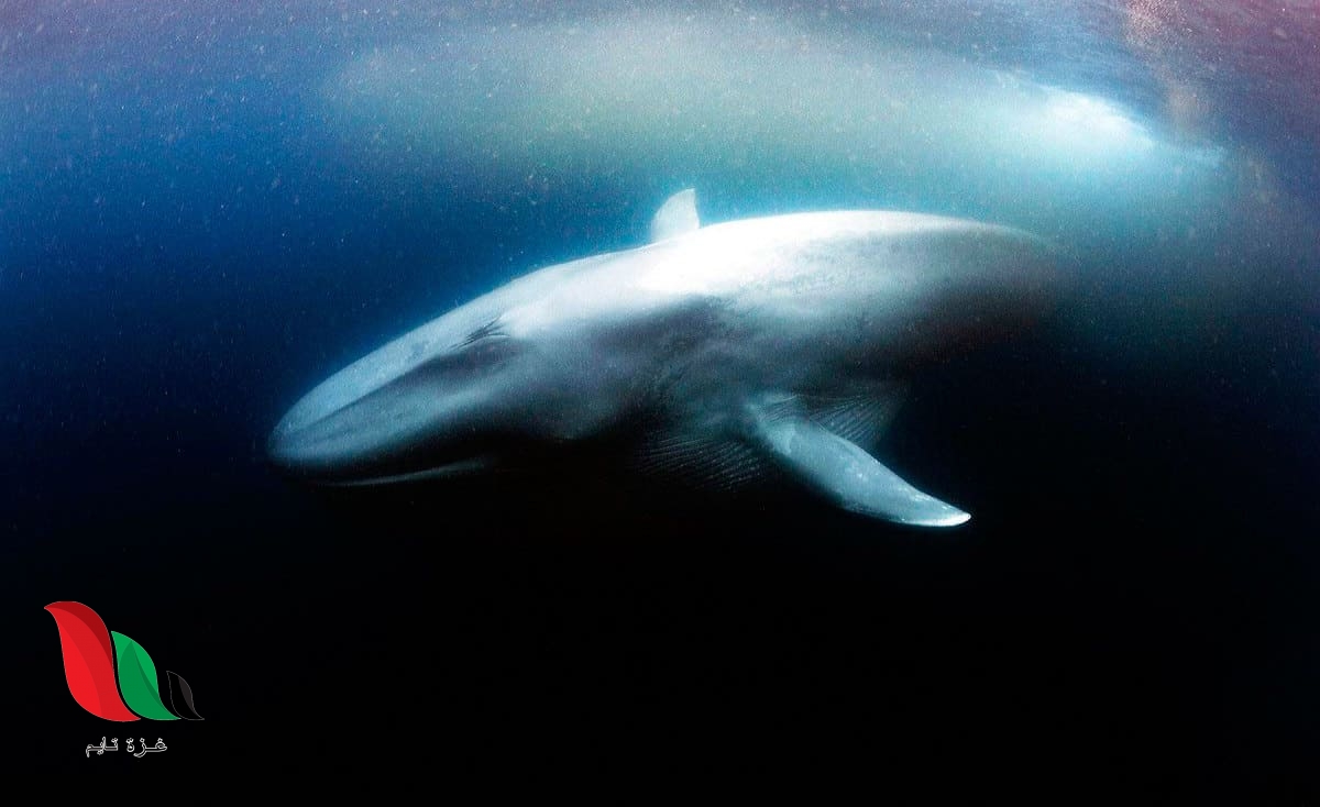 صوت الحوت الازرق 