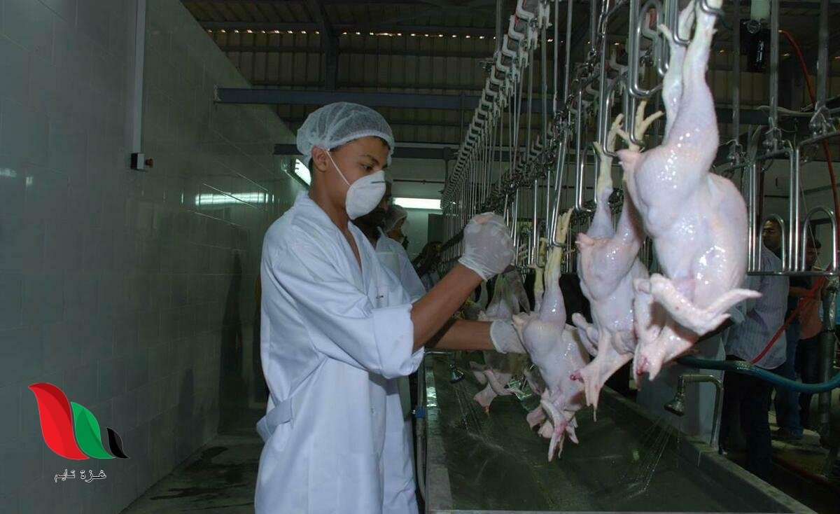 حقيقة زيادة اسعار الدواجن في السعودية