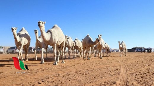 شاهد: نتائج مهرجان مزاين الابل 1441 في السعودية