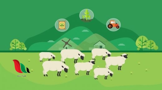 تفاصيل قرار دعم مربي المواشي في السعودية