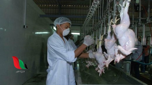 حقيقة زيادة اسعار الدواجن في السعودية