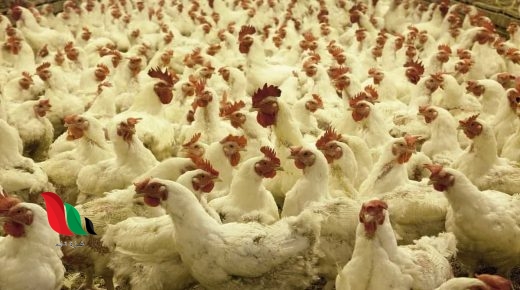 سعر بورصة الدواجن اليوم الأحد في محلات منير السقا