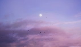 شاهد: ظهور كائن غريب جنوب الهند وتساؤلات بشأن هويته