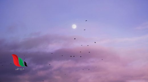 شاهد: ظهور كائن غريب جنوب الهند وتساؤلات بشأن هويته