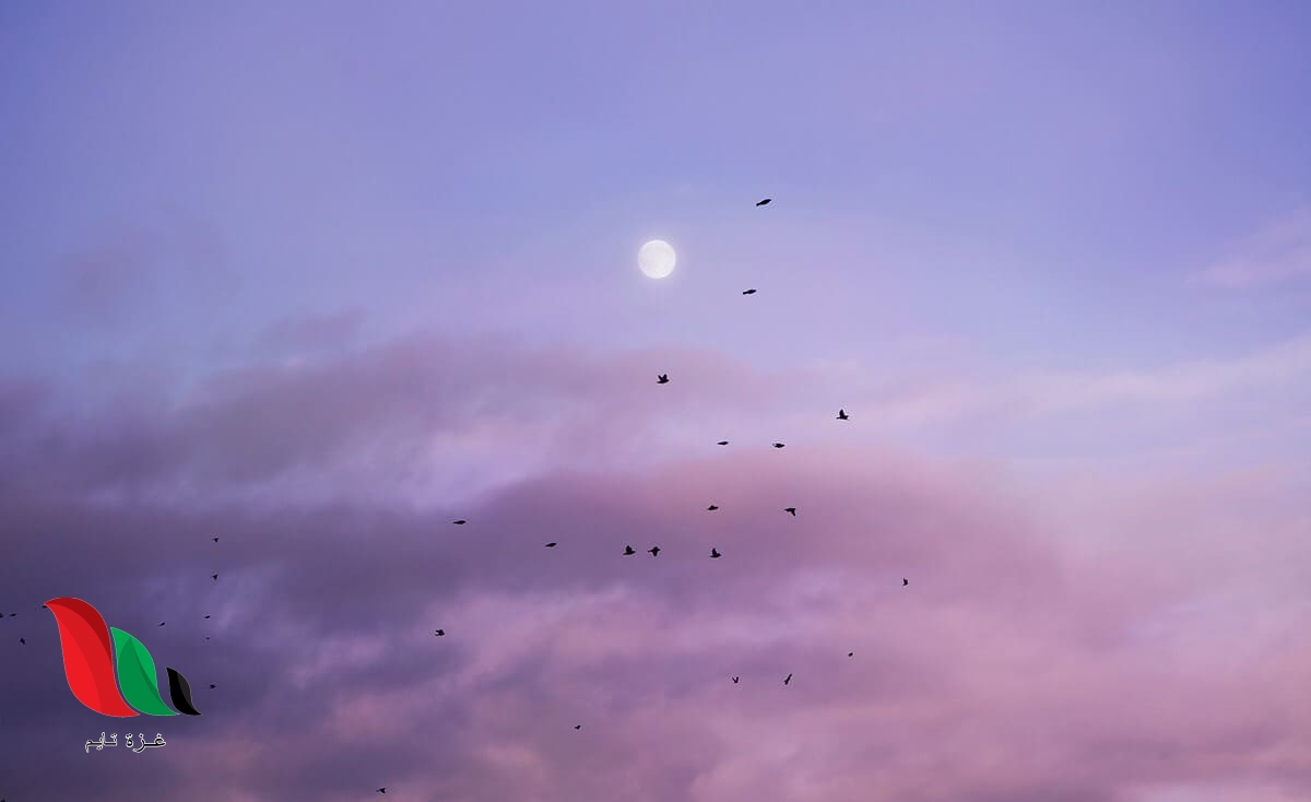 شاهد: ظهور كائن غريب جنوب الهند وتساؤلات بشأن هويته