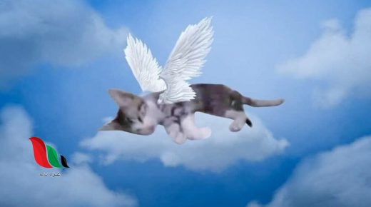 شاهد: فيديو صادم يظهر تعذيب وقتل القطة بوحشية على يد فتيات في ماليزيا