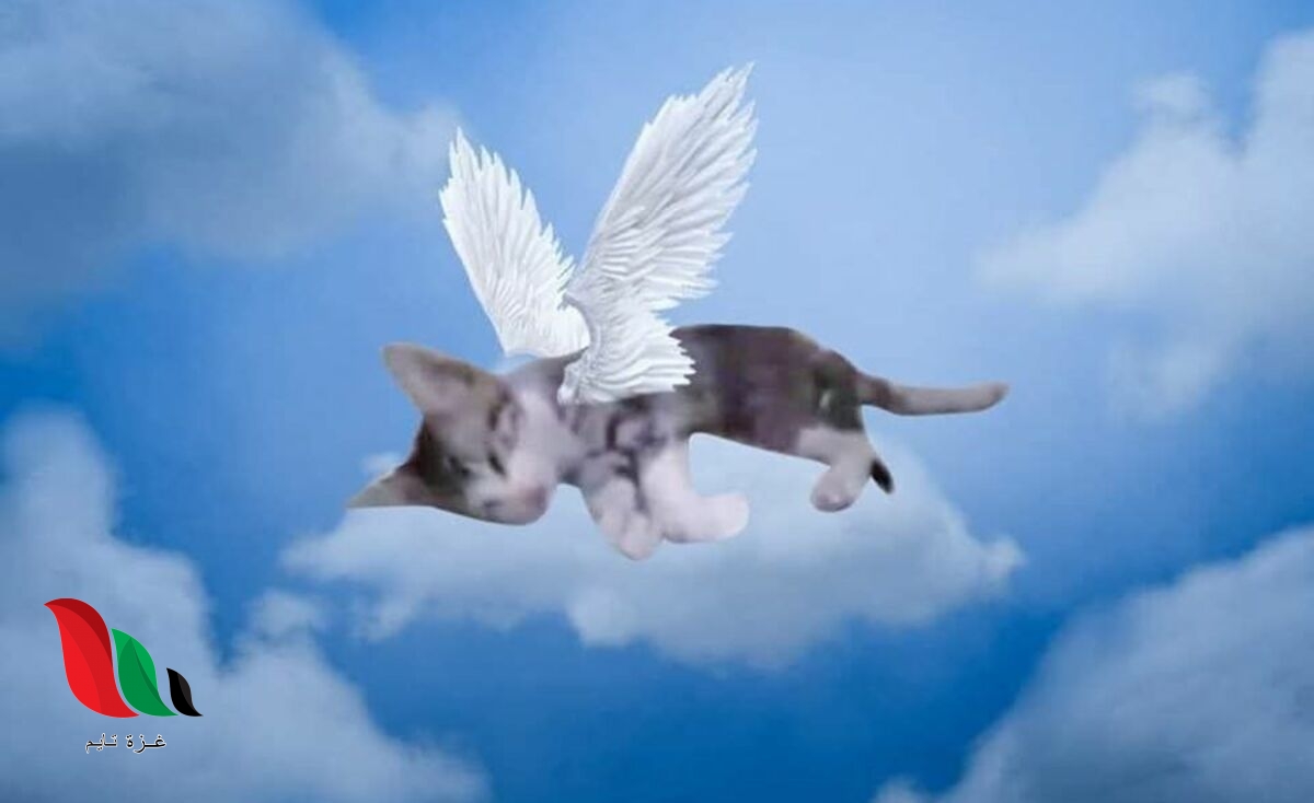 شاهد: فيديو صادم يظهر تعذيب وقتل القطة بوحشية على يد فتيات في ماليزيا