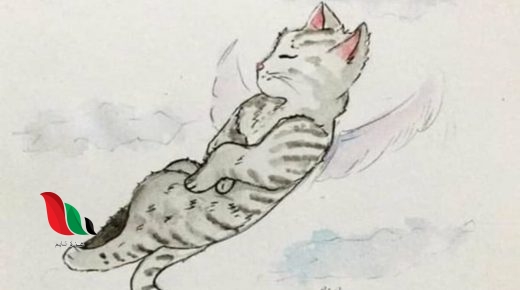 شاهد فيديو قتل القطة اللي بتتعذب يثير جدلًا واسعًا (القطة المعذبة)