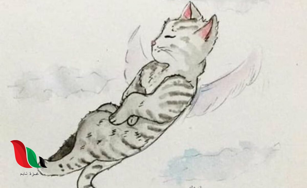 شاهد فيديو قتل القطة اللي بتتعذب يثير جدلًا واسعًا (القطة المعذبة)