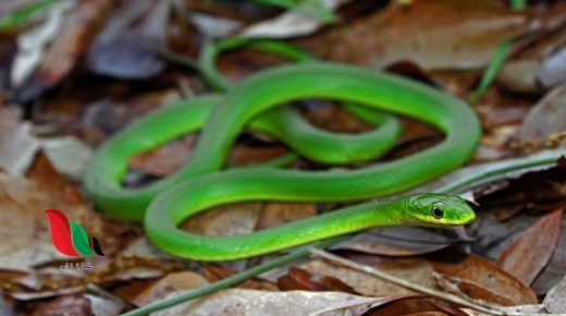 تفسير حلم الثعبان الاخضر اللون الكبير للعزباء والمتزوجة الحامل