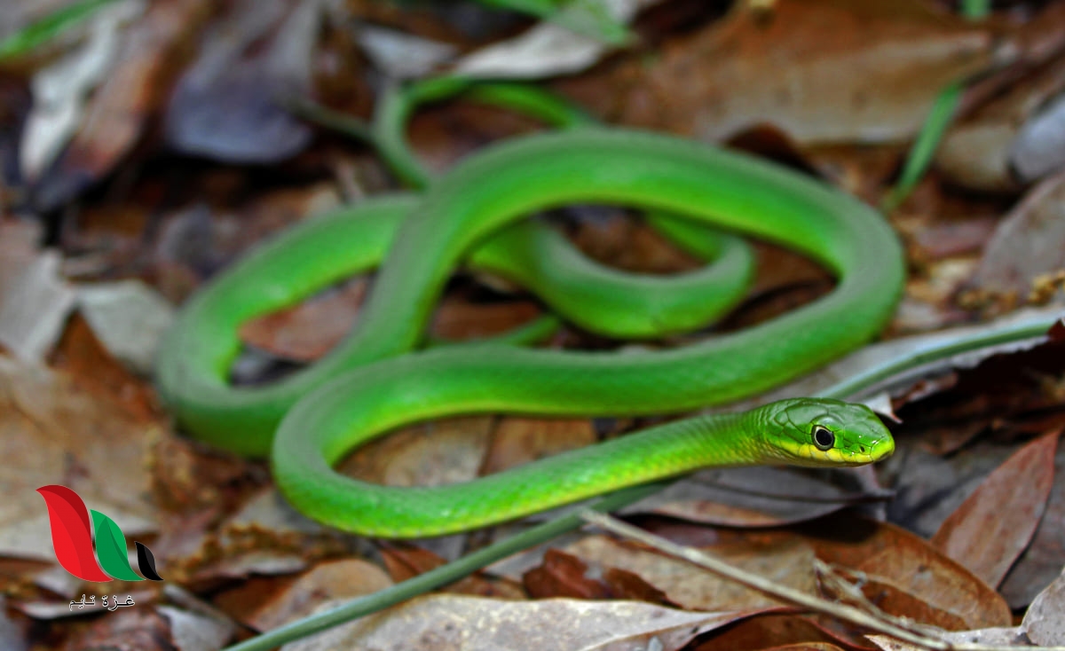 تفسير حلم الثعبان الاخضر اللون الكبير للعزباء والمتزوجة الحامل
