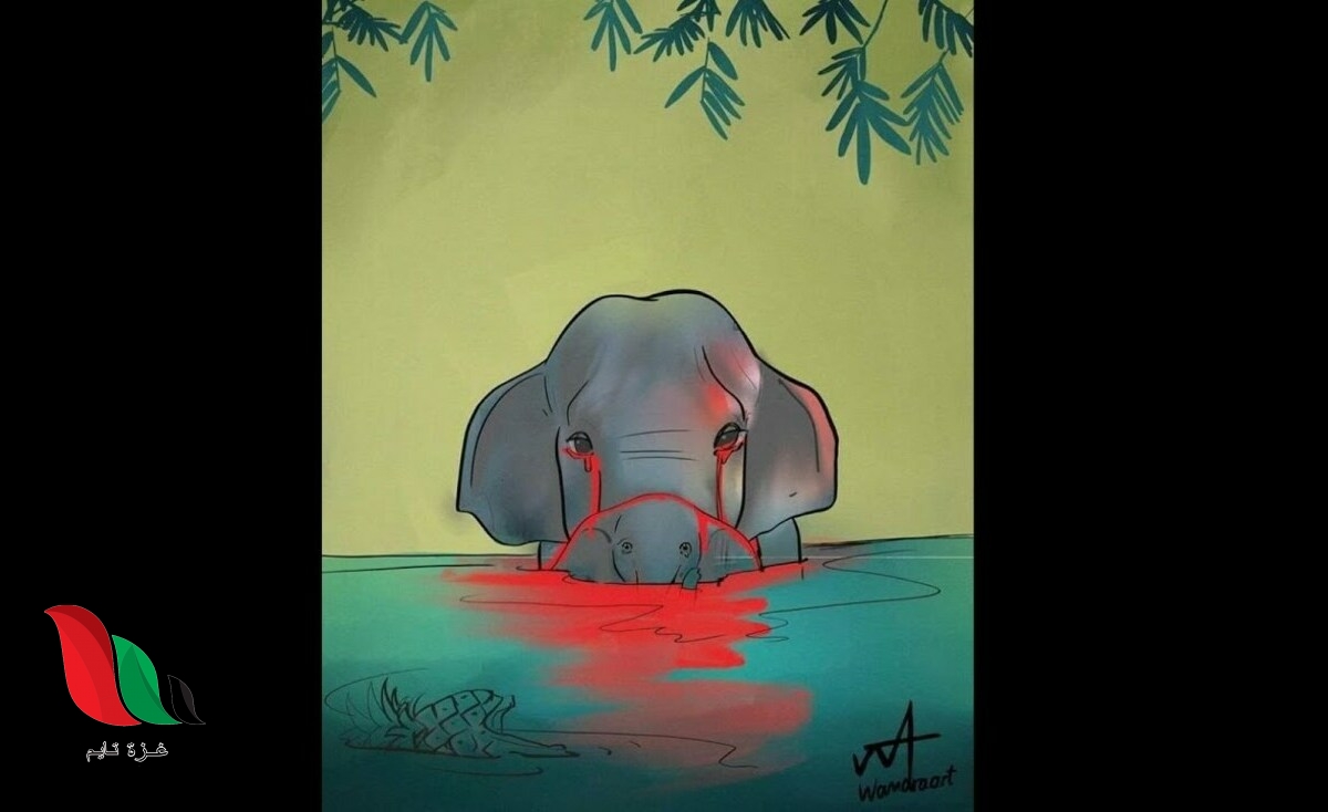 شاهد: تفاصيل قصة انثى الفيل الحامل في الهند