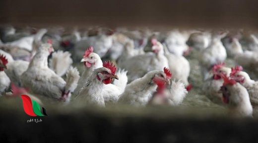 تعرف على اسعار بورصة البيض انشاص اليوم السبت بكافة محافظات مصر