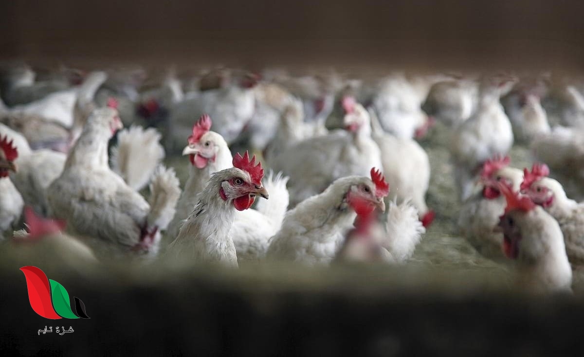 تعرف على اسعار بورصة البيض انشاص اليوم السبت بكافة محافظات مصر