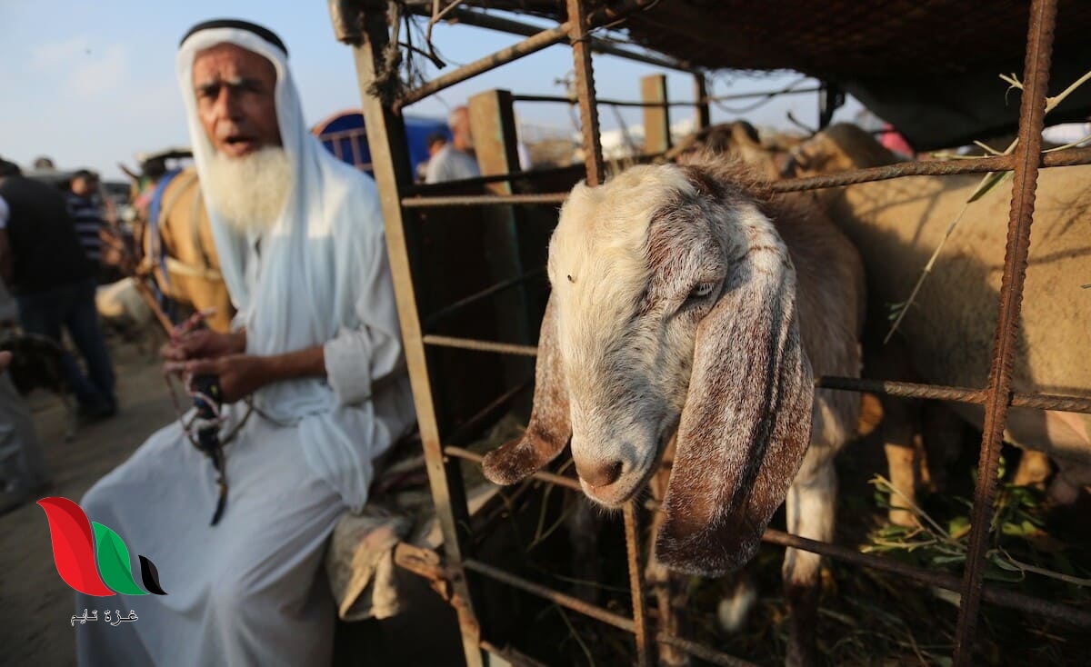 “الزراعة” في غزة تعلن عن توقعاتها لموسم الأضحية هذا العام