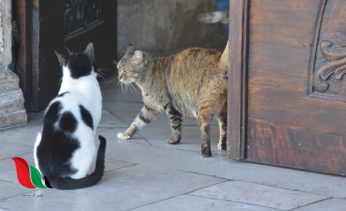 لماذا تختفي القطط يوم عيد الأضحى .. اسلام ويب يجيب