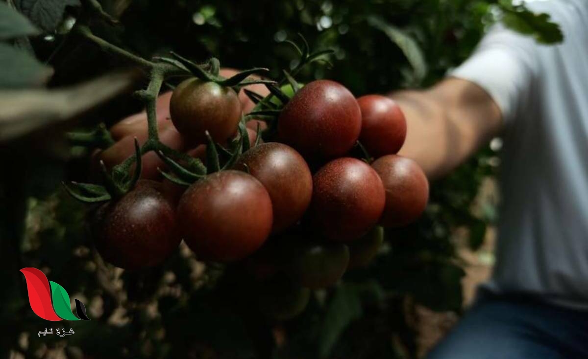 لأول مرة.. عالم نبات ينجح بزراعة زراعة طماطم سوداء في غزة
