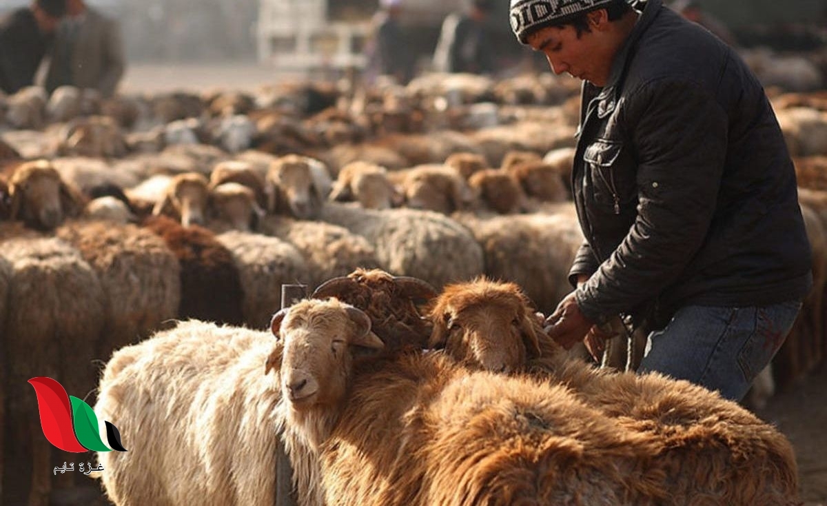 حكم ذبح الاضحية امام بعضها في عيد الأضحى المبارك