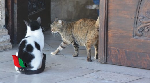 لماذا تختفي القطط يوم عيد الأضحى .. اسلام ويب يجيب