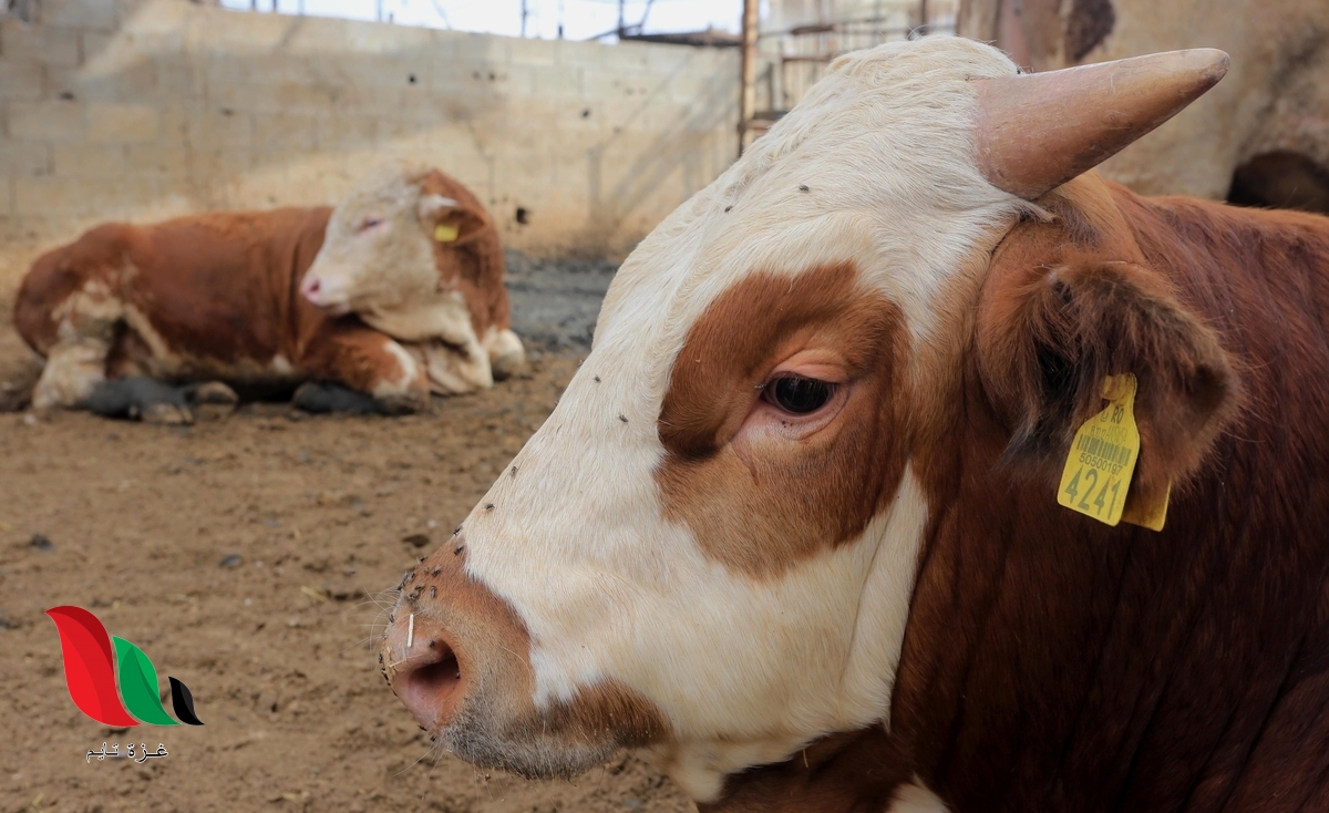 تعرف على اخر يوم لذبح اضحية العيد.. هل يجوز في اخر يوم؟