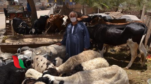 ما هو حكم تصوير الاضحية عند الذبح في عيد الاضحى المبارك