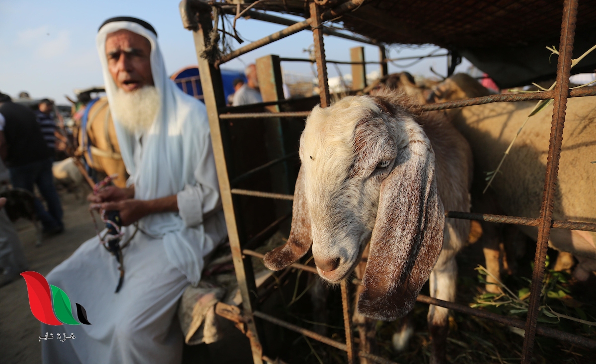 ما هو سعر الاضحية في الامارات 2020 بالدرهم خلال أيام العيد الكبير