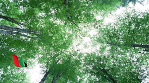 كل الجماعات التي تعيش في النظام البيئي تكون ماذا