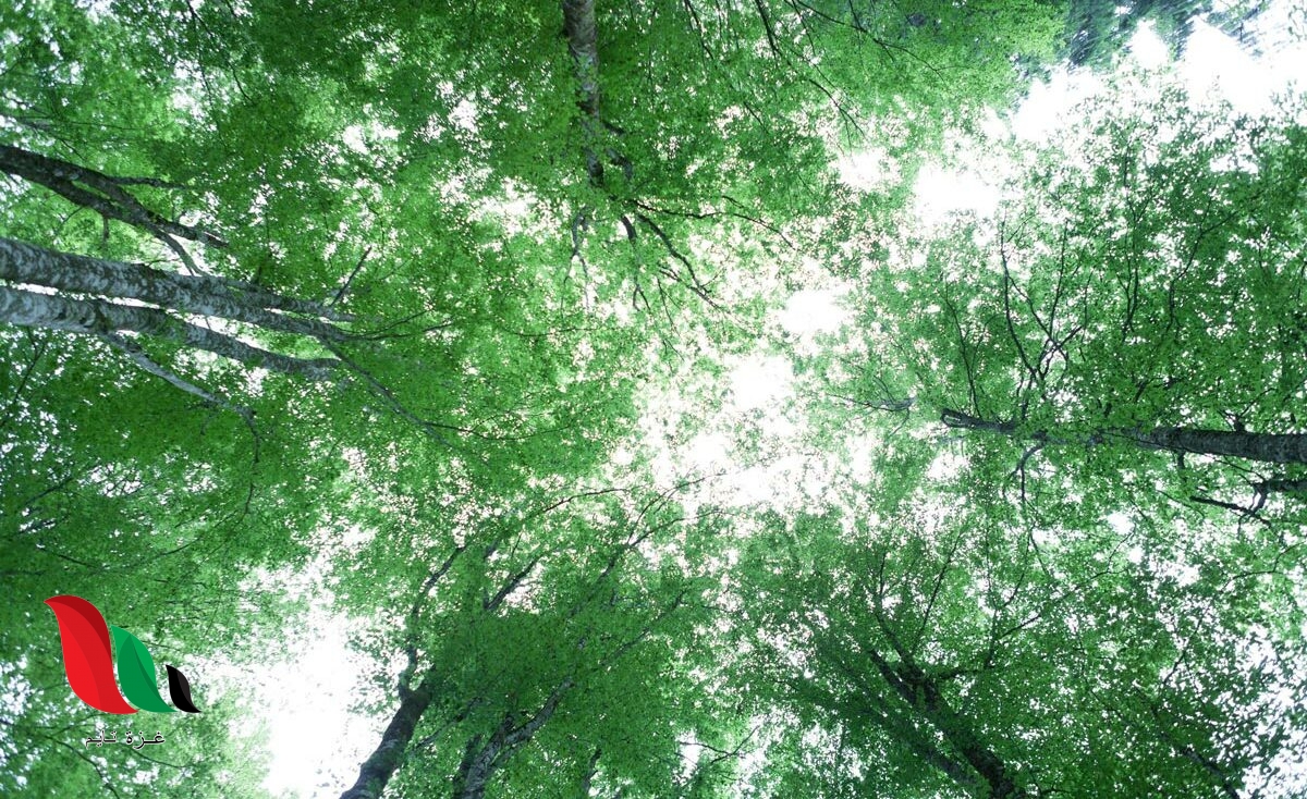 كل الجماعات التي تعيش في النظام البيئي تكون ماذا