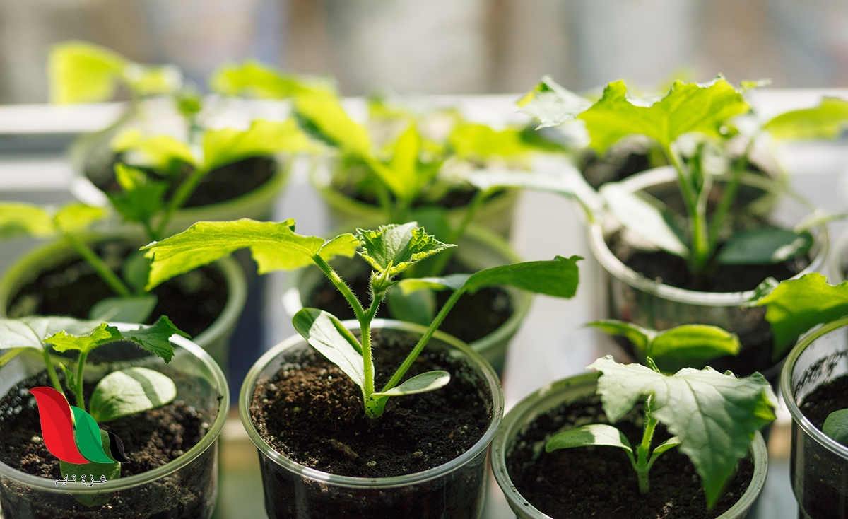 الفرق بين التكاثر في النباتات المغطاة البذور والنباتات المعراة البذور