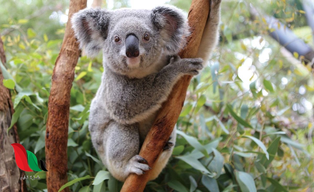 ينام حتى 20 ساعة في اليوم.. ما هذا الحيوان ؟