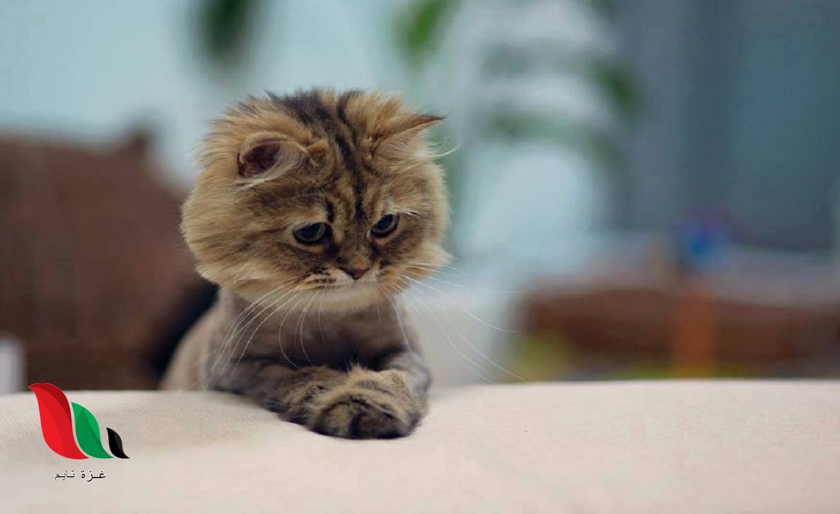 شاهد: فيديو خالد مغتصب القطط يشعل مواقع التواصل بمصر