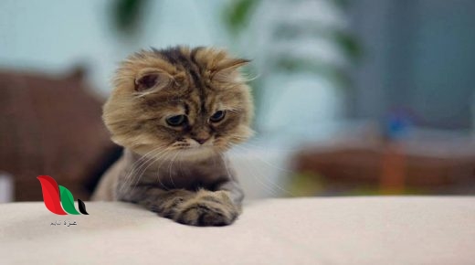 فيديو خالد مغتصب القطط يشعل مواقع التواصل بمصر