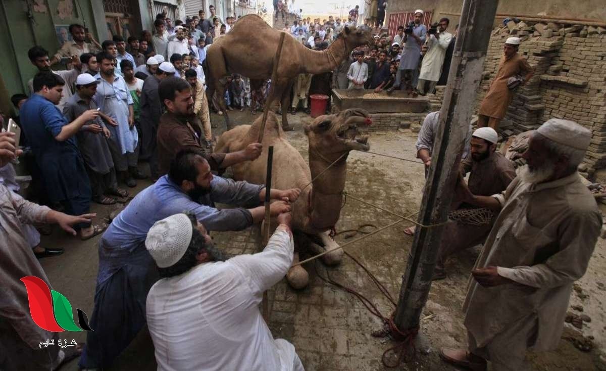 اسعار الاضاحي فى مصر عيد الاضحى 2021