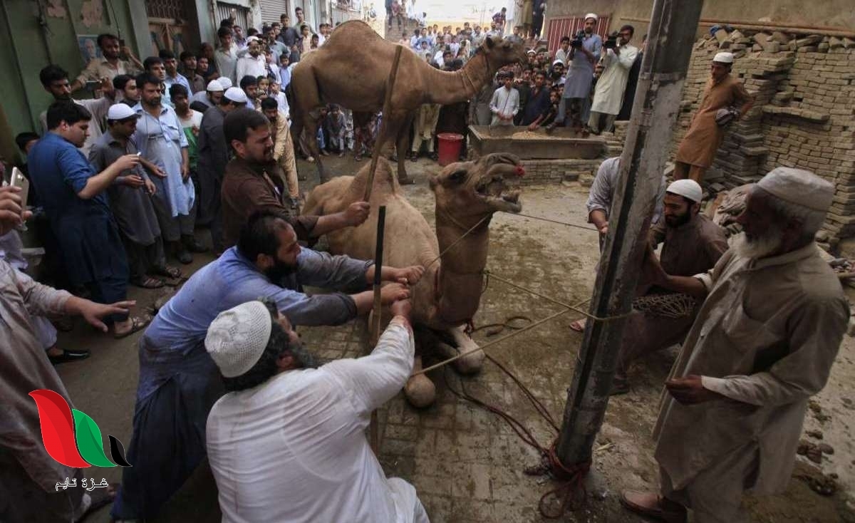 اسعار الاضاحي فى مصر عيد الاضحى 2021