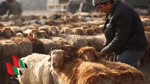 حكم الاضحية في عيد الاضحى عند الشيعة