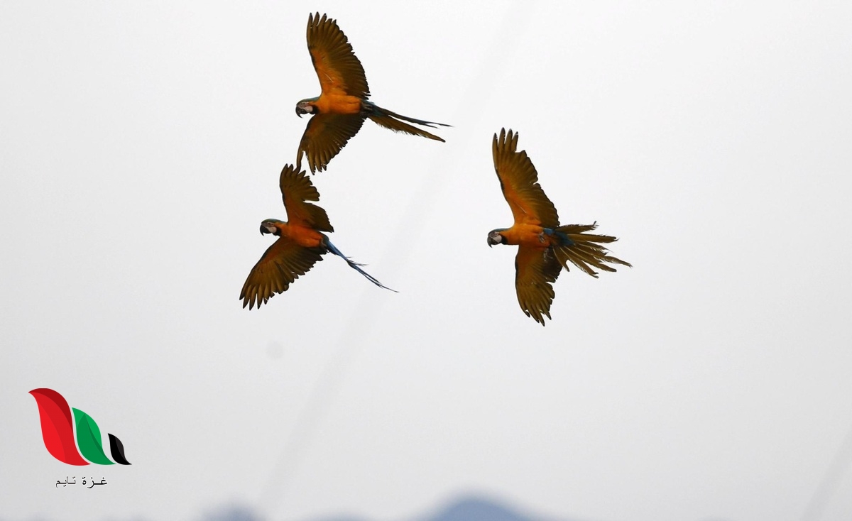 اي التكيفات التاليه تساعد الطيور على الطيران بصوره افضل ؟