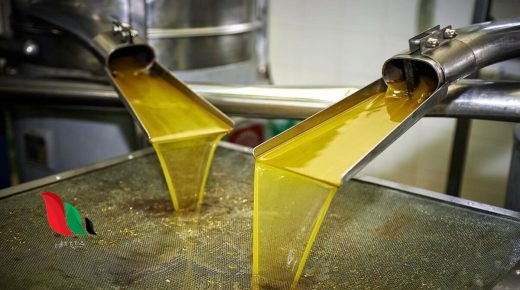 الزراعة تكشف معايير استيراد زيت الزيتون من خارج غزة